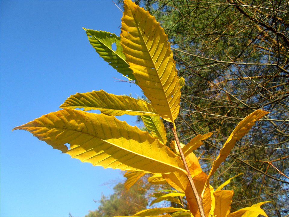 Herbstlaub einer jungen Edelkastanie (Castanea sativa) in der Schwetzinger Hardt
