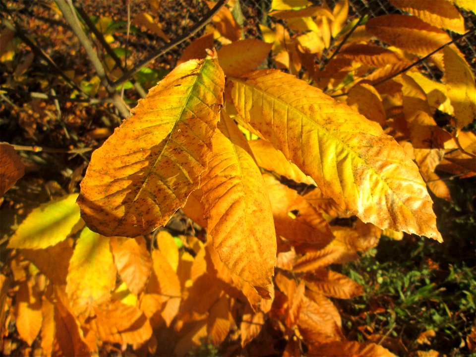 Herbstlaub einer jungen Edelkastanie (Castanea sativa) in der Schwetzinger Hardt