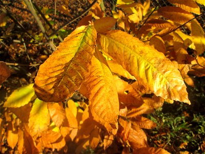 Herbstlaub einer jungen Edelkastanie (Castanea sativa) in der Schwetzinger Hardt