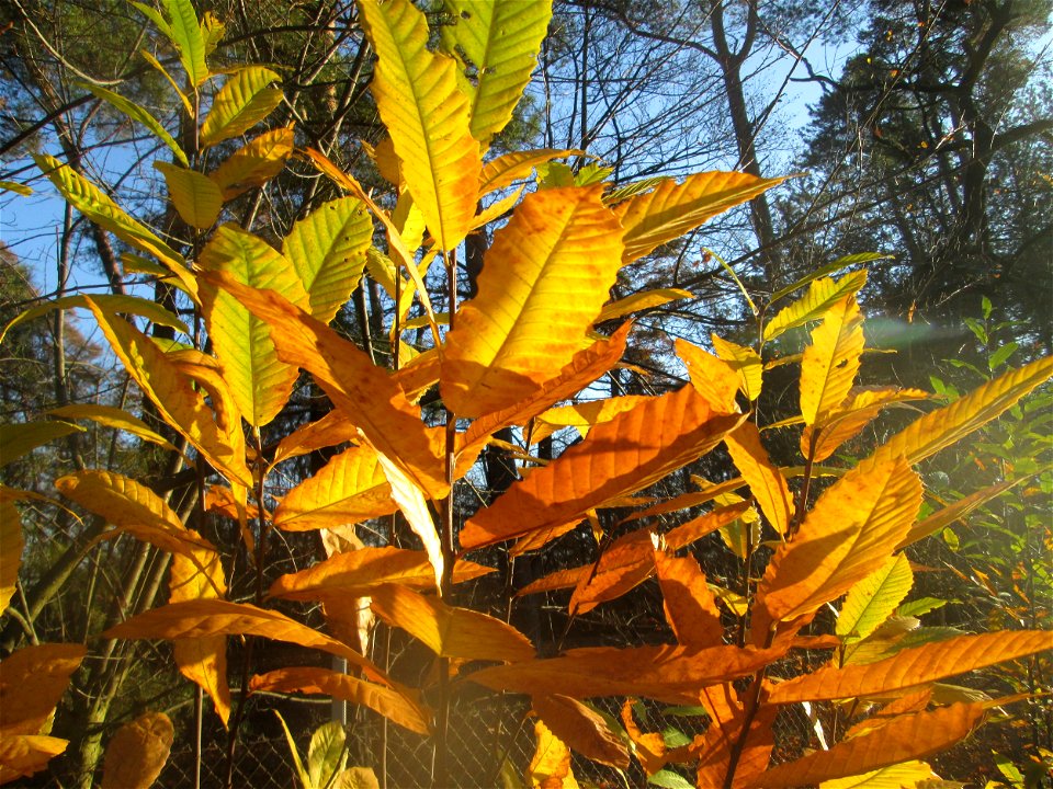 Herbstlaub einer jungen Edelkastanie (Castanea sativa) in der Schwetzinger Hardt