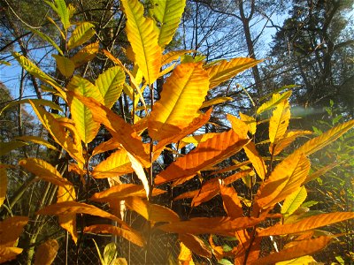 Herbstlaub einer jungen Edelkastanie (Castanea sativa) in der Schwetzinger Hardt