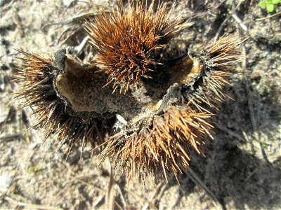Herabgefallene Frucht der Edelkastanie (Castanea sativa) auf dem Feldherrenhügel im Naturschutzgebiet „Oftersheimer Dünen“