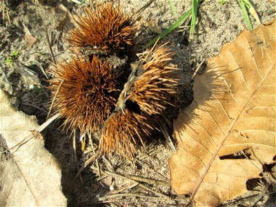 Herabgefallene Frucht der Edelkastanie (Castanea sativa) auf dem Feldherrenhügel im Naturschutzgebiet „Oftersheimer Dünen“