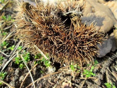 Herabgefallene Frucht der Edelkastanie (Castanea sativa) auf dem Feldherrenhügel im Naturschutzgebiet „Oftersheimer Dünen“