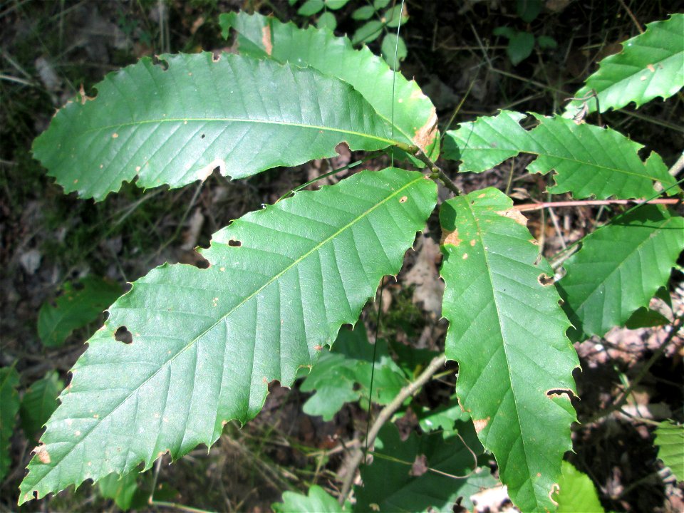 Edelkastanie (Castanea sativa) im Naturschutzgebiet „St. Arnualer Wiesen“