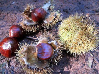 Frucht der Edelkastanie (Castanea sativa) im Stiftswald Sankt Arnual
