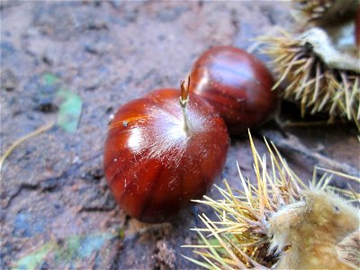 Frucht der Edelkastanie (Castanea sativa) im Stiftswald Sankt Arnual