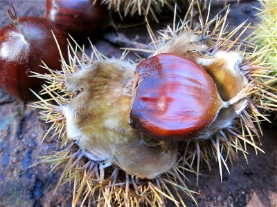 Frucht der Edelkastanie (Castanea sativa) im Stiftswald Sankt Arnual