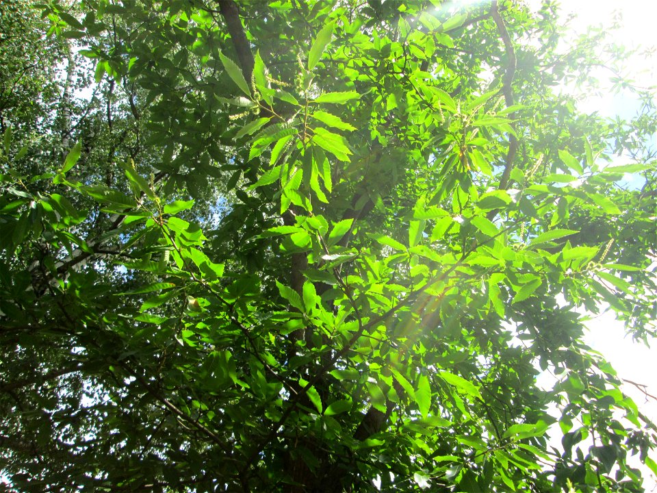 Edelkastanie (Castanea sativa) im Gelände der Halberger Hütte in Brebach