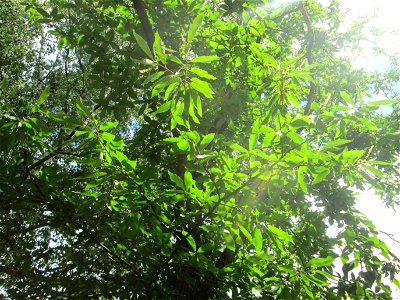 Edelkastanie (Castanea sativa) im Gelände der Halberger Hütte in Brebach