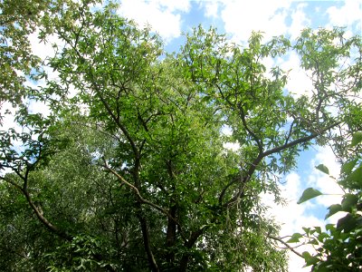 Edelkastanie (Castanea sativa) im Gelände der Halberger Hütte in Brebach
