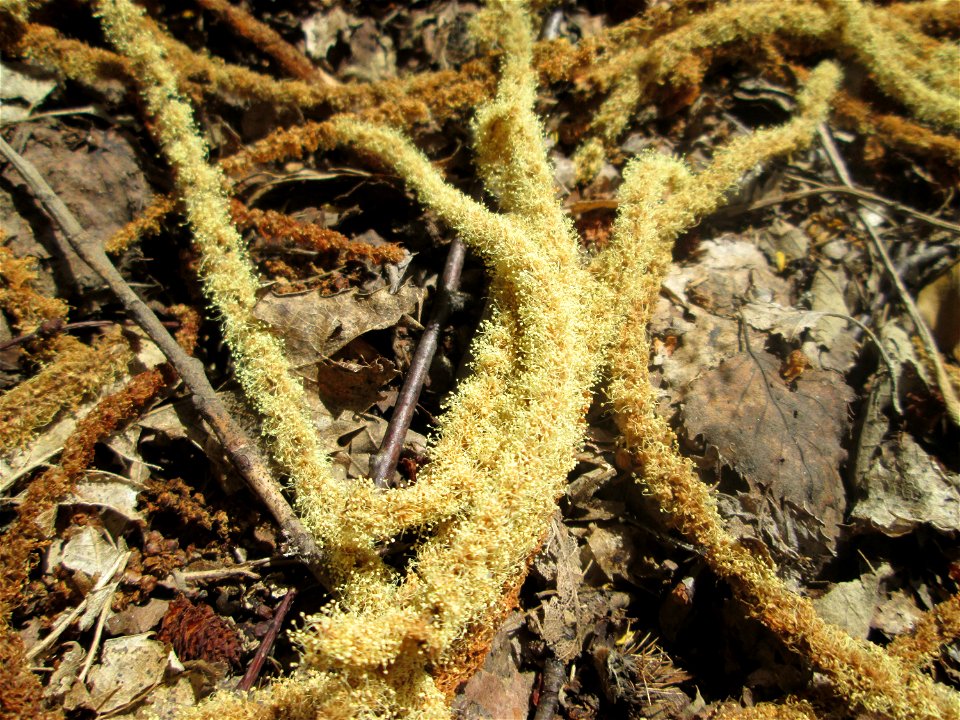 Herabgefallene Blüten der Edelkastanie (Castanea sativa) im Gelände der Halberger Hütte in Brebach