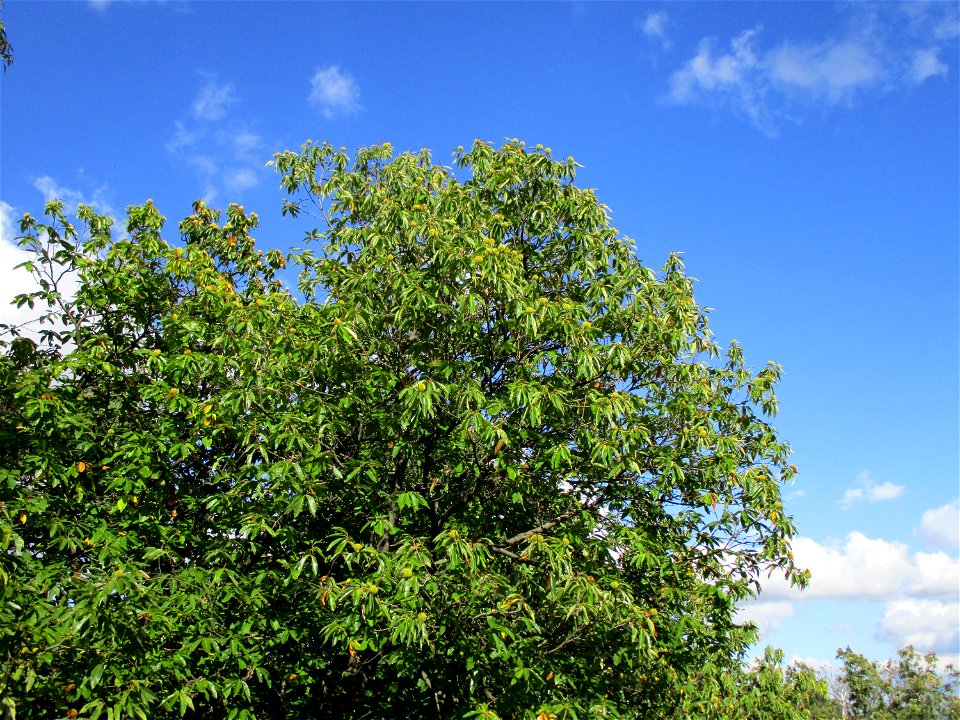 Edelkastanie (Castanea sativa) an der Michaelskapelle bei Deidesheim