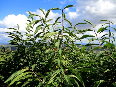 Junge Edelkastanie (Castanea sativa) an der Michaelskapelle bei Deidesheim