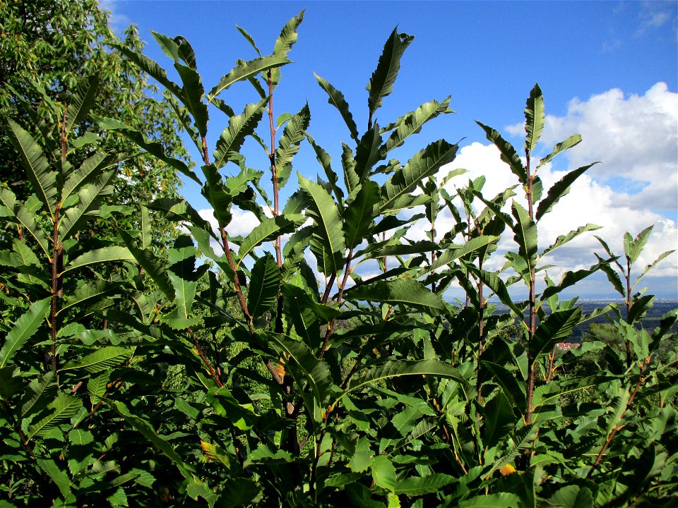 Junge Edelkastanie (Castanea sativa) an der Michaelskapelle bei Deidesheim