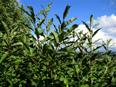Junge Edelkastanie (Castanea sativa) an der Michaelskapelle bei Deidesheim