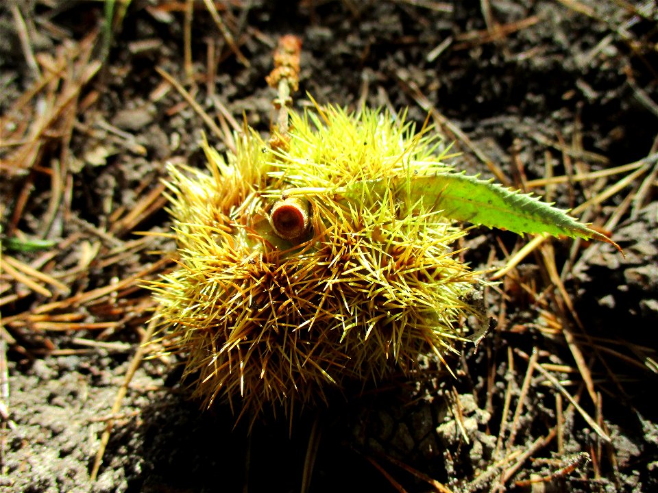 Frucht der Edelkastanie (Castanea sativa) am Kirchberg bei Deidesheim