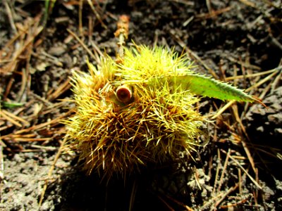 Frucht der Edelkastanie (Castanea sativa) am Kirchberg bei Deidesheim