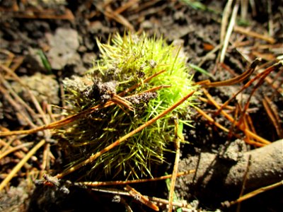 Frucht der Edelkastanie (Castanea sativa) am Kirchberg bei Deidesheim