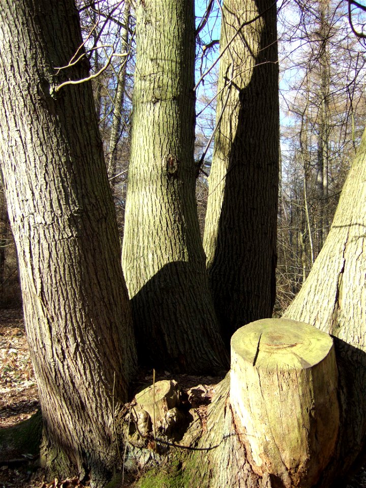 Ancient coppice of a sweet chestnut, Banstead Woods, Surrey