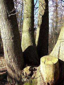 Ancient coppice of a sweet chestnut, Banstead Woods, Surrey