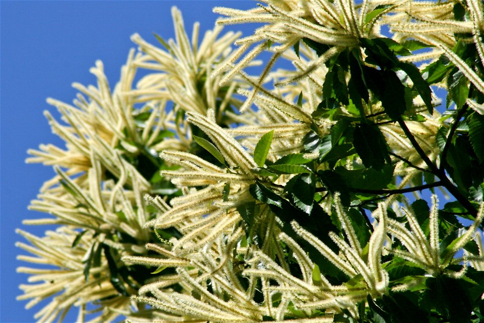 Blüte der Edelkastanie, Castanea sativa, European Chestnut blossom