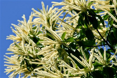 Blüte der Edelkastanie, Castanea sativa, European Chestnut blossom