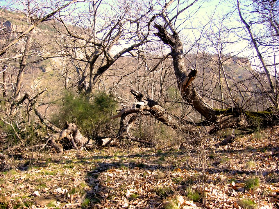 particolare di castagni secolari presso Civita di Bagnoregio.