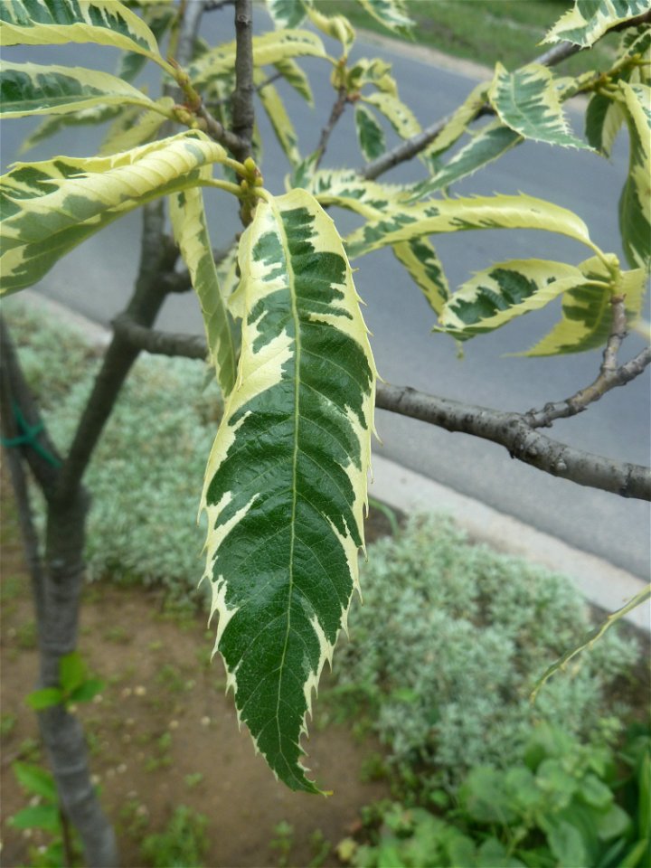 Castanea sativa 'Aureomarginata' leaves