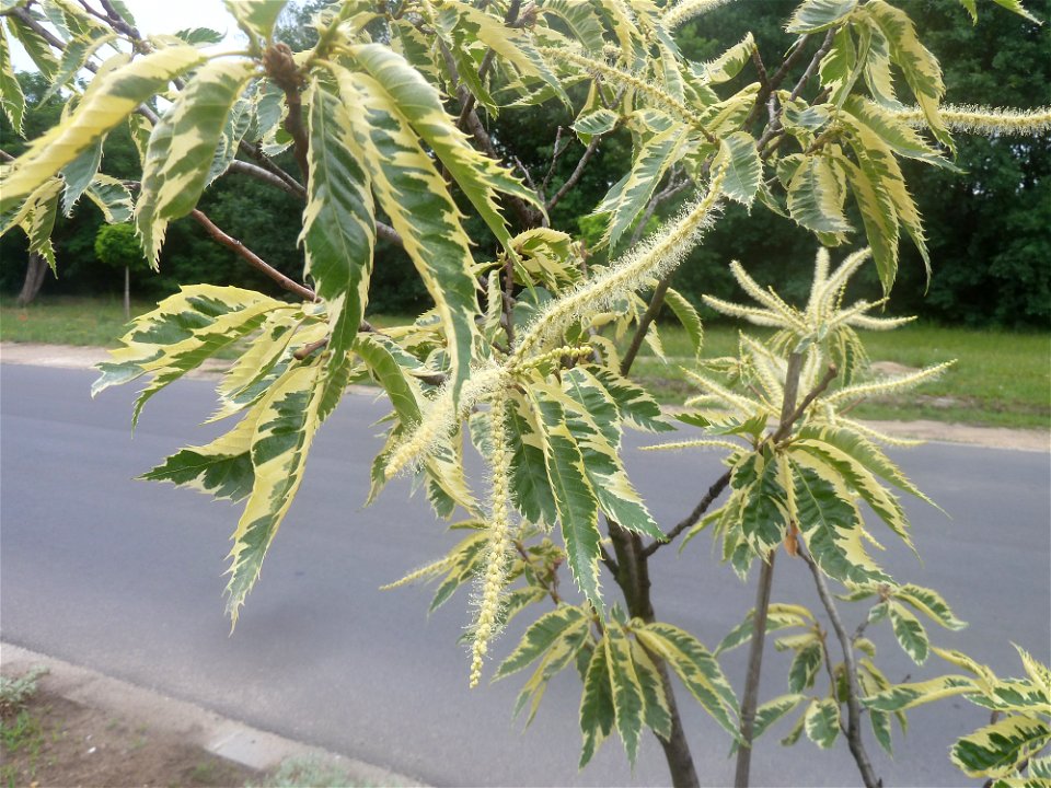 Castanea sativa 'Aureomarginata' leaves and inflorescence