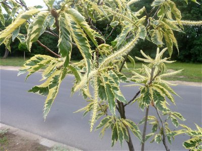 Castanea sativa 'Aureomarginata' leaves and inflorescence