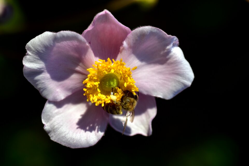 Nature blossom bloom