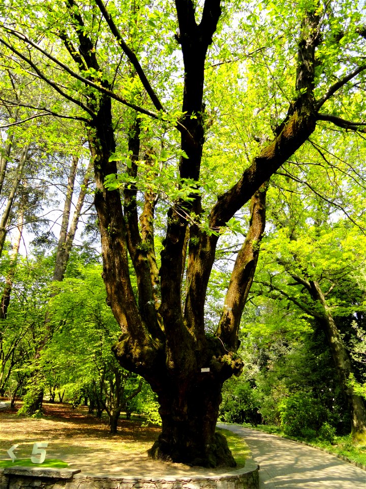 Castanea sativa. Botanical specimen on the grounds of the Villa Taranto (Verbania), Lake Maggiore, Italy.