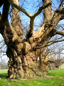 Three sweet chestnuts (Castanea sativa) in Fredville Park, Nonington (Kent), UK.  The smaller tree on the right is a large-leaved lime (Tilia platyphyllos) with sprouting.  The thickest one of this gr
