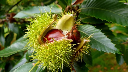 Chestnut cupule on a tree, in Hyde Park, London. photo