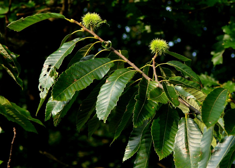 A branch of a sweet chestnut tree (Castanea sativa). Montagne de Reims, Marne (51), France.