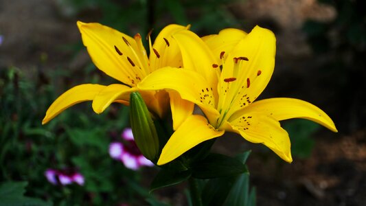 Yellow flower korea this type