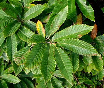 Leaves of a sweet chestnut tree (Castanea sativa). Montagne de Reims, Marne (51), France.