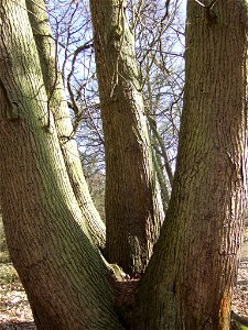 Ancient sweet chestnut coppice, as seen from other side photo