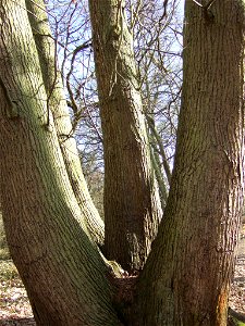 Ancient sweet chestnut coppice, as seen from other side