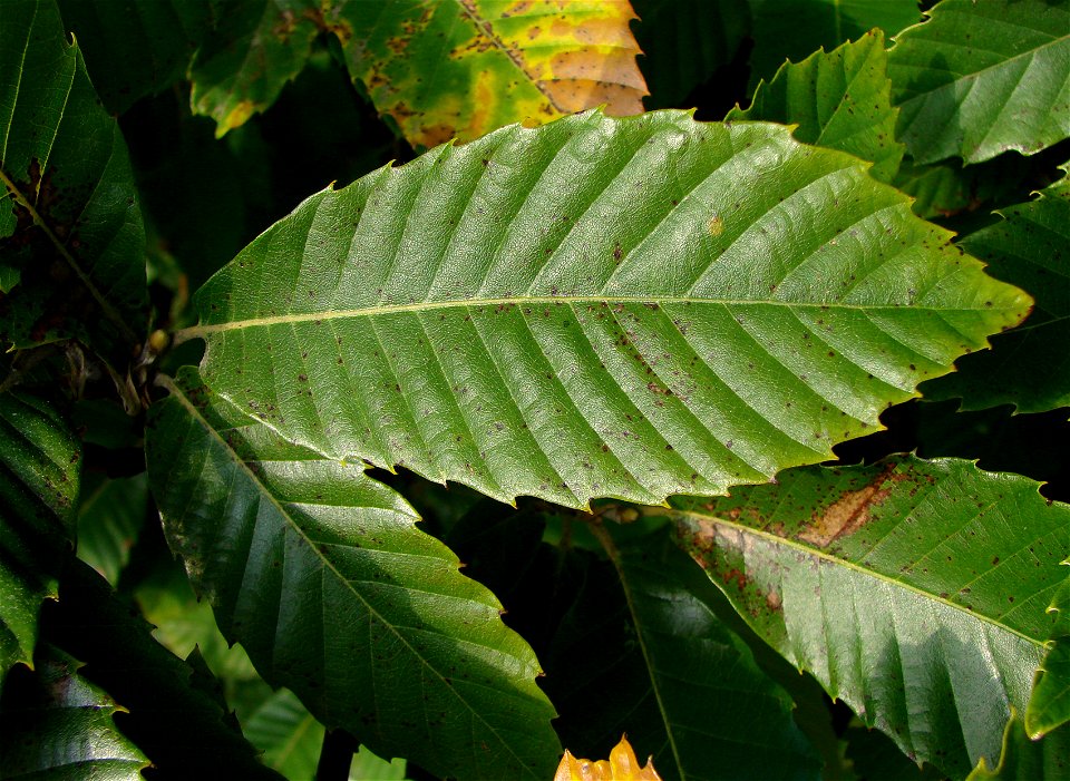 Leaf of a sweet chestnut tree (Castanea sativa). Montagne de Reims, Marne (51), France.