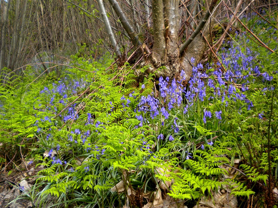 Bluebells and ferns around a Sweet Chestnut coppice stool at Flexham Park, Bedham near Petworth, West Sussex, England.