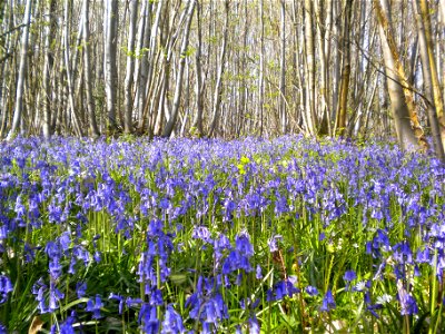 Bluebells in Sweet Chestnut coppice at Flexham Park, Bedham near Petworth, West Sussex, England. photo