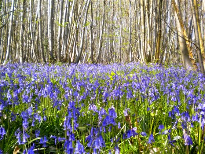 Bluebells in Sweet Chestnut coppice at Flexham Park, Bedham near Petworth, West Sussex, England.