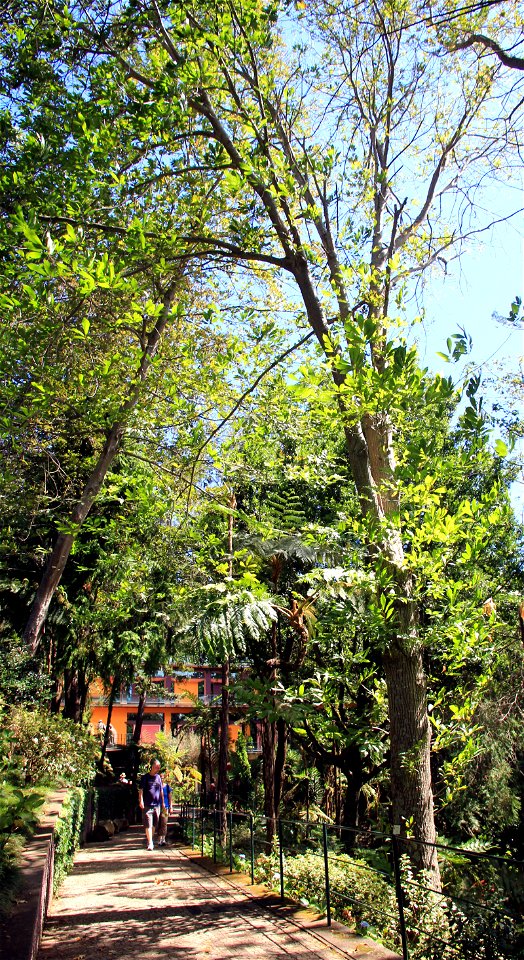The Tree sweet chestnut (Castanea sativa) in Monte Palace Tropical Garden in the city Funchal, Madeira