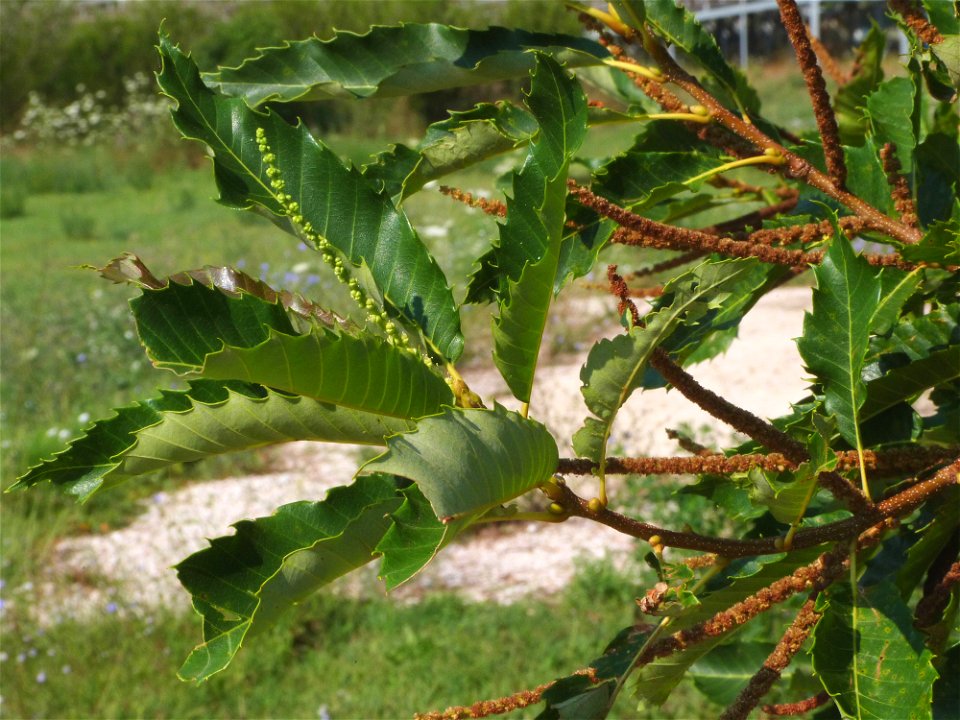 Baum im Orakelheiligtum