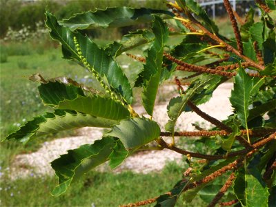 Baum im Orakelheiligtum photo