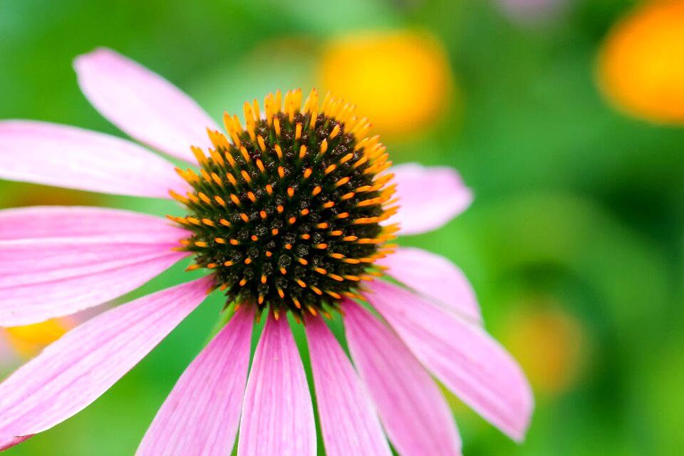 Echinacea purpurea echinacea bloom