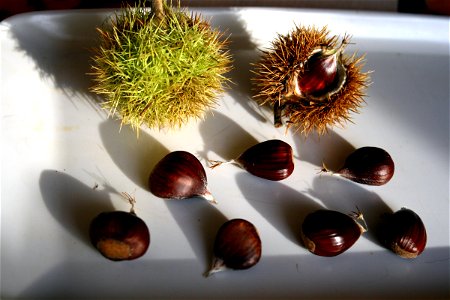 Sweet Chestnut Castanea sativa, autunm 2008, Czech Republic photo