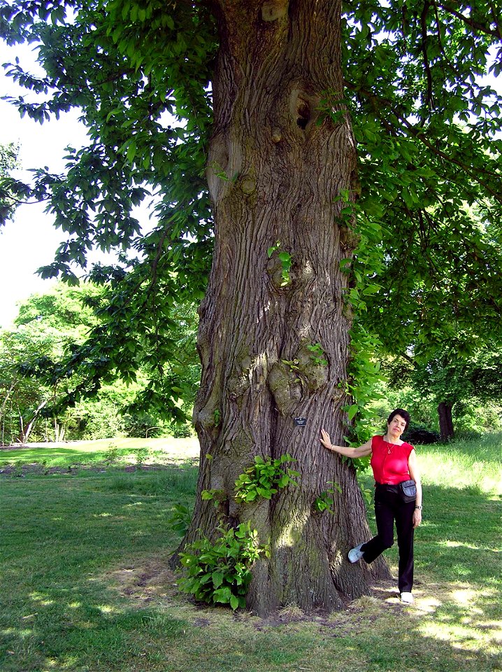 Sweet Chestnut tree Castanea sativa at Kew Gardens, London.

Photographed by Adrian Pingstone in June 2005 and released to the public domain.